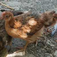 جوجه مرغ و خروس گلپایگان