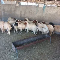 بره