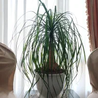 گل لیندا