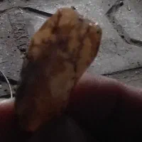 انواع عقیق وشجر اصل معدنی