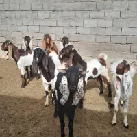 ۸رئس بزغاله پاکستانی قیمت توافقی