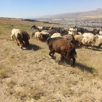 کاوه قوچ افشاری