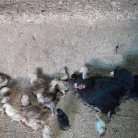 فروش مرغ و ۳۱ عدد جوجه