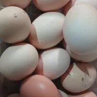 تخم مرغ