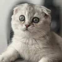 مشاوره و تامین انواع نژاد گربه