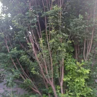 باغچه کوچک ۳۰۰ متری