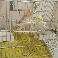 یک جفت عروس هلندی