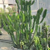 افوربیا اره ای سایز بزرگ