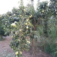 فروش گلابی عمده