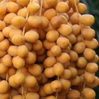 رطب و خرمای گنتار