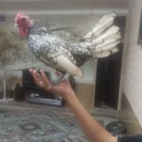 مرغ خروس سبرایت مینیاتوری