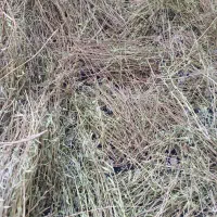 فروش گیاهان کوهی دارویی