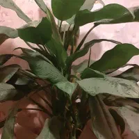 گل آگلونما ۴ شاخه سرحال