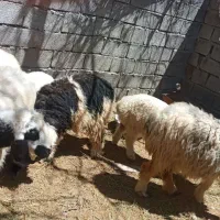 گوسفند نژاد دار