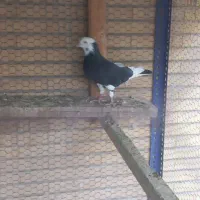 کفتر شازده نر