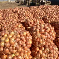 پیاززرد طلایی