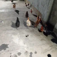 مرغ تخم گذار وخروس وجوجه