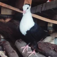 جوجه رنگی