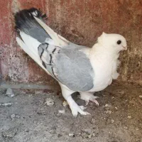 یک عدد کبوتر بلژیکی اصل