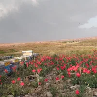 عسل طبیعی