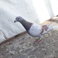 کبوتر