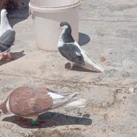 کبوتر