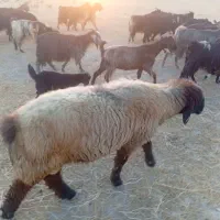 قوچ|حیوانات مزرعه|شیراز, بید زرد|دیوار