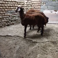 بره نر