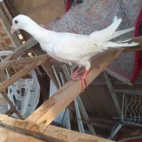 کفتر هفت رنگ کله دوم سفید