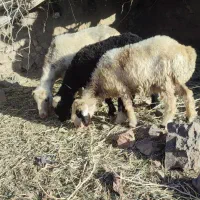 تعدادی بره کاورر  بختیاری    هم برای داشت هم کشت