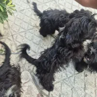 واگذاری رایگان با شرایط