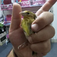 سهره،قناری ماده رابرا، سهره قناری