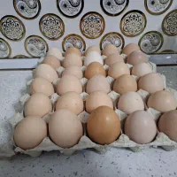 تخم مرغ رسمی ارگانیک