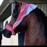 خرید و فروش و اجاره اسب