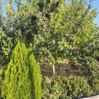 پرنده خانگی