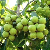 درآمدت از کشاورزی بیشتر میشه