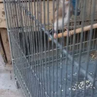 سهره کرمونی نر تازه صاف
