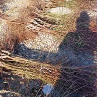 نهالستان فروش انواع نهال زودبازده و پربار ضمانتی|خدمات باغبانی و درختکاری|ساری, |دیوار