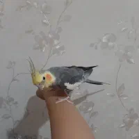 عروس هلندی سخنگو