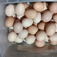 تخم مرغ آمروک نطفه دار