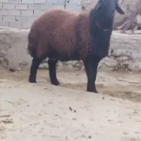 قوچان