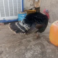 بوغلمون نر و ماده