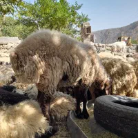 ۱۳۲۰۰۰۰|حیوانات مزرعه|درب بهشت, |دیوار