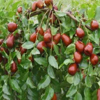 انواع نهال عناب