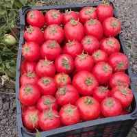 گوجه فرنگی گوشتی با ماندگاری بیش از چهار روز
