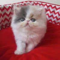 بچه گربه پرشین سوپر فلت