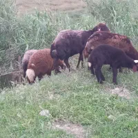 گوسفند بز و نر طوقولی