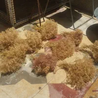 گل عدسی مناسب تزیین دسته گل