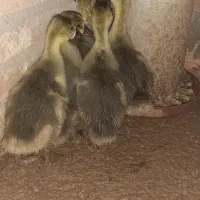 جوجه یک ماه غاز