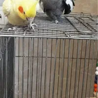 با سلام یک جفت عروس هلندی نرو ماده مولد با قفس